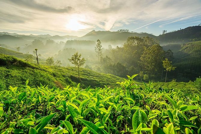 6 Days Private Tour Kerala Natural Retreat - Tour Overview and Highlights