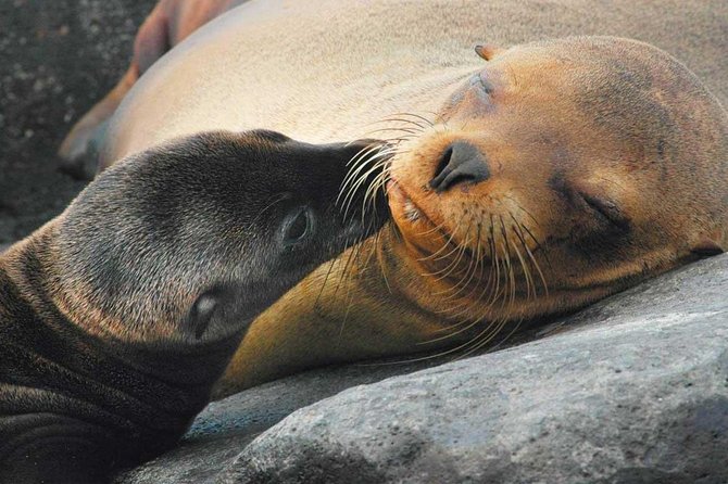 6-Days Quito & Galapagos Basic - Transfer Schedule