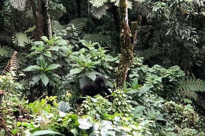 6 Days Rwanda Uganda Budget Wildlife Safari - Tour Overview