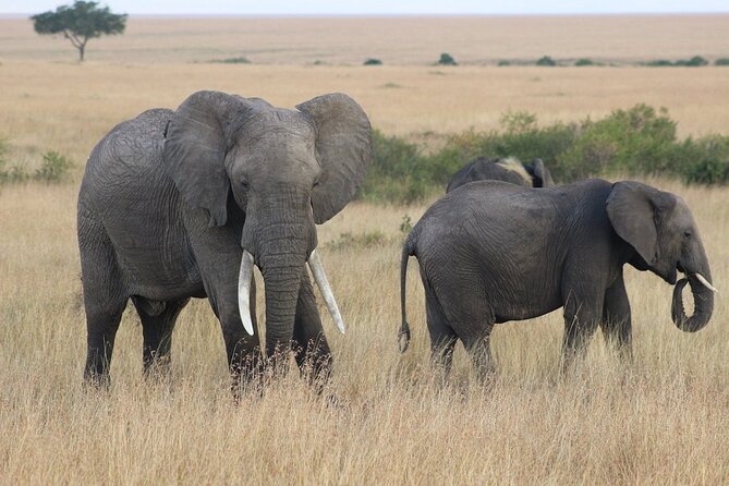 6 Days Safari : Manyara, Ngorongoro, Serengeti & Tarangire National Park - Lake Manyara National Park