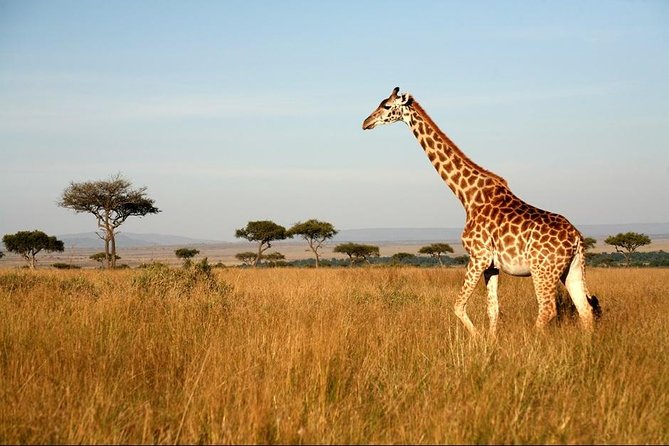 6 Days Safari - Visit; Masai Mara, Lake Nakuru & Amboseli - Tour Policies