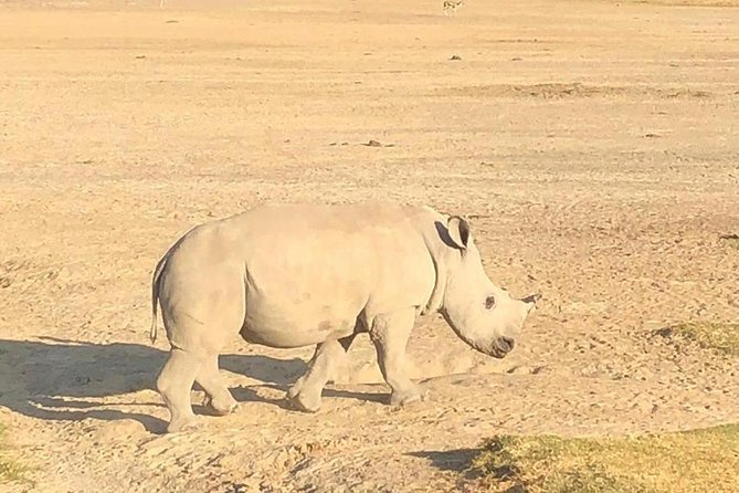 6 Days Safari - Visit; Masai Mara, Lake Nakuru & Amboseli - Safari Highlights
