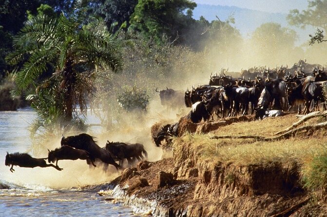 6 Days Safari - Visit; Masai Mara, Lake Nakuru & Amboseli - Safari Reviews