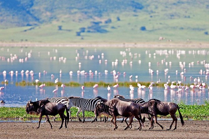 6 Days Serengeti Safari(Hiking Waterfalls &Coffee Tour) - Coffee Tour