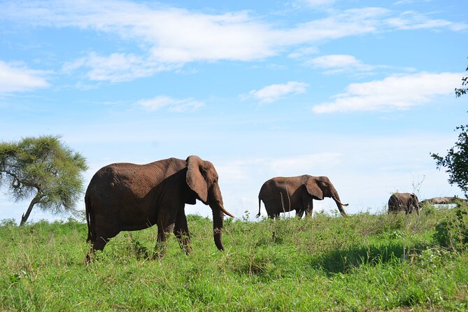 6 Days Tanzania Budget Safari - Culinary Experiences on Safari