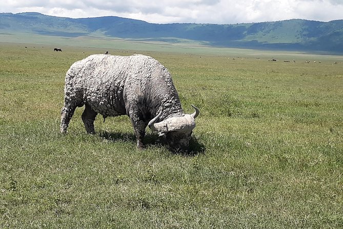 6 Days Tanzania Classic Safari - Dining and Cuisine