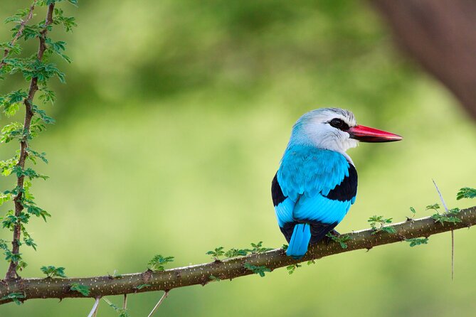 6 Days Tanzania Classic Safari - Frequently Asked Questions