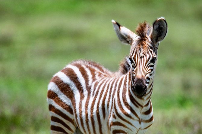6 Days Tanzania Game Drive Camping Safari - Included Meals