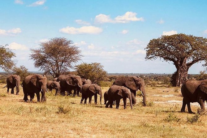 6 Days Tanzania Game Drive Camping Safari - Meeting and Pickup