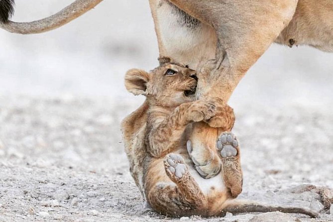 6 Days Tanzania Game Drive Camping Safari - Accessibility and Participation