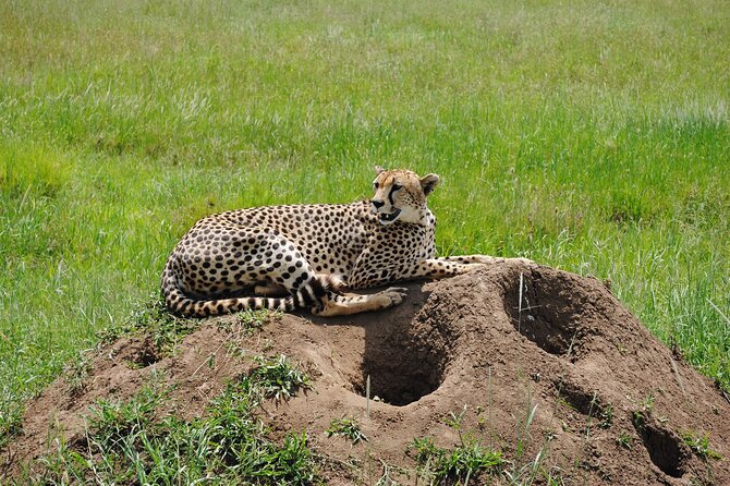 6 Days Tanzania Luxury Lodging Safari - Pickup and Logistics