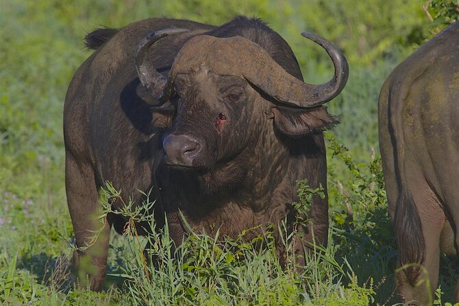 6 Days Tanzania Luxury Lodging Safari - Wildlife Spotting Highlights