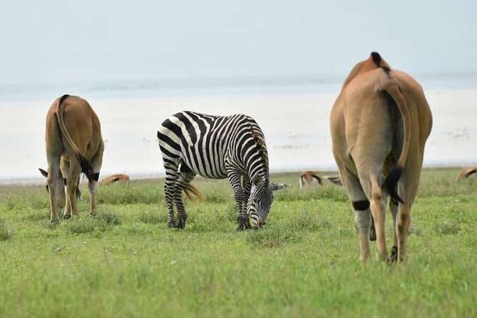 6 Days Tanzania National Parks Safari With Accommodation - Meeting and Pickup Options