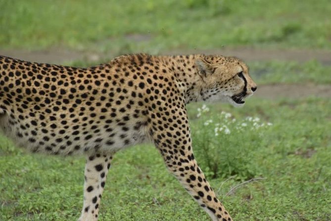 6 Days Tanzania National Parks Safari With Accommodation - Reviews and Ratings