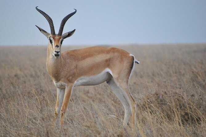6 Days Tanzania Northern Circuit Safari - Key Points