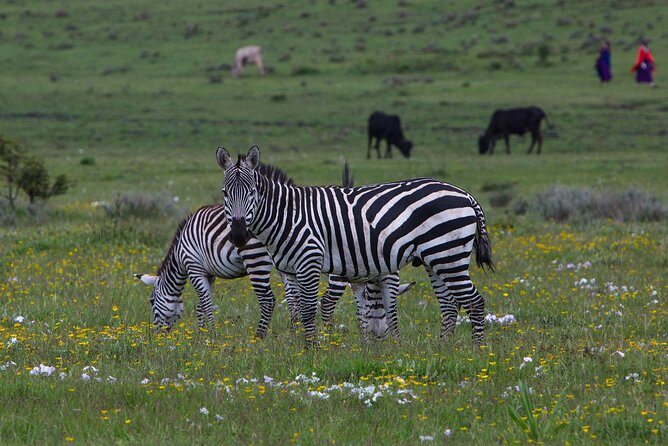 6 Days Tanzania Northern Circuit Safari - Participation Criteria