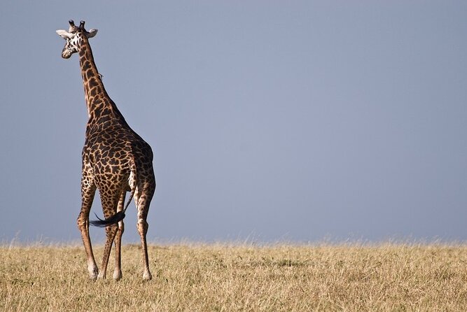 6 Days Tanzania Private Safari From Arusha - Discovering Tarangire National Park