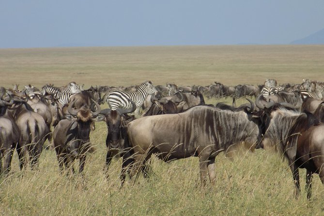6 Days Tanzania Wildlife Safari Tour - Itinerary Highlights