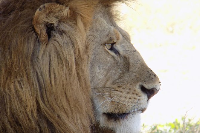 6 Days Tanzania Wildlife Safari Tour - Inclusions and Exclusions