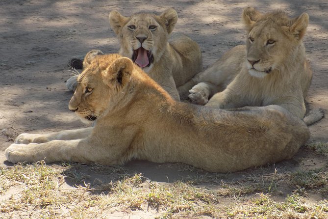 6 Days Tanzania Wildlife Safari Tour - Transportation Details