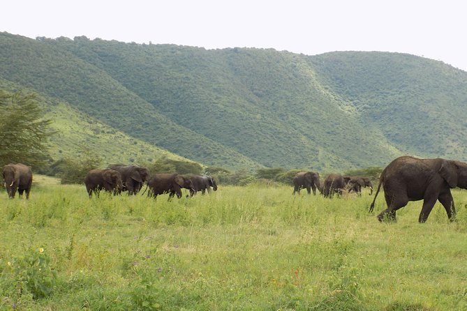 6 Days Tanzania Wildlife Safari Tour - Health and Accessibility