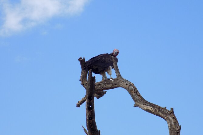 6 Days Tanzania Wildlife Safari Tour - Cancellation Policy