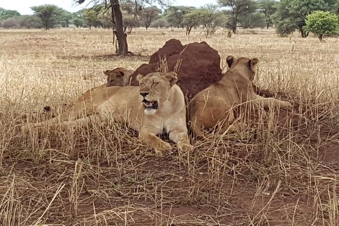 6 Days Tarangire, Serengeti, Ngorongoro & Manyara Joining Safari Tour Tanzania - Safari Inclusions