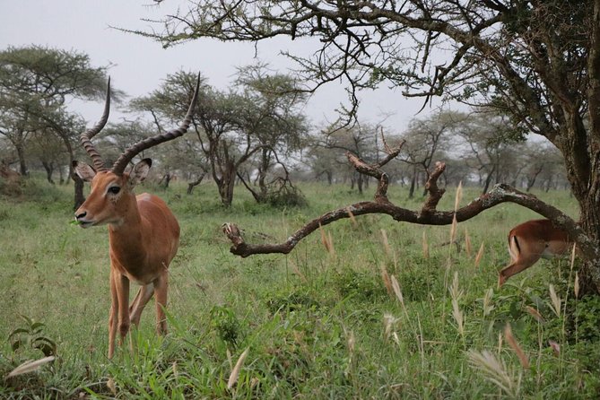 6 Days Tarangire, Serengeti, Ngorongoro & Manyara Joining Safari Tour Tanzania - Safari Exclusions