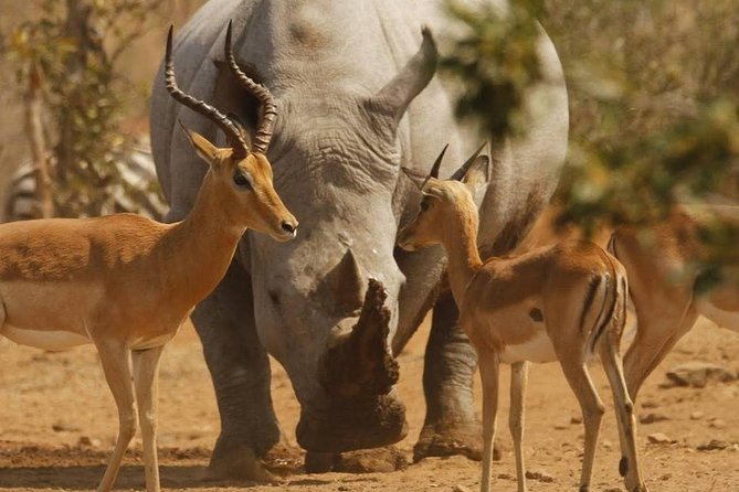 6 Days Tarangire,Serengeti, Ngorongoro & Manyara Mid-range Camping Safari Tour - Itinerary Highlights