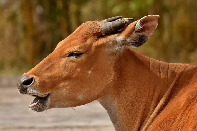 6 Days Tarangire,Serengeti, Ngorongoro & Manyara Mid-range Camping Safari Tour - Inclusions