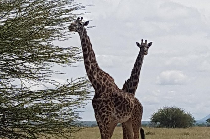 6 Days Tarangire,Serengeti, Ngorongoro & Manyara Mid-range Camping Safari Tour - Accommodation