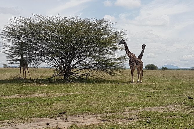 6 Days Tarangire,Serengeti, Ngorongoro & Manyara Mid-range Camping Safari Tour - Wildlife Viewing