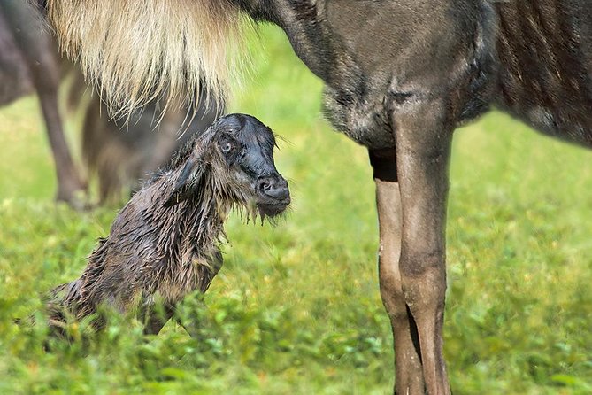 6 Days-The Best of Tanzania Safari - Safari Itinerary Overview