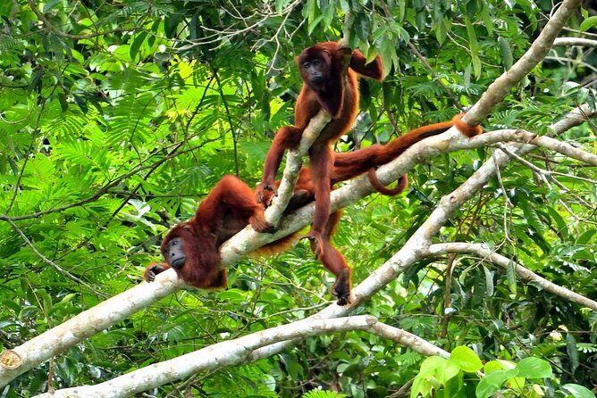 6 Days Tour in Manu National Park / Cusco - Puerto Maldonado - Wildlife Highlights
