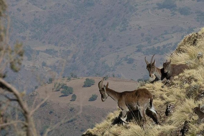 6 Days Tour Package (Simien Mountains, Lalibela, and Danakil Depression) - Exploring Lalibela Attractions