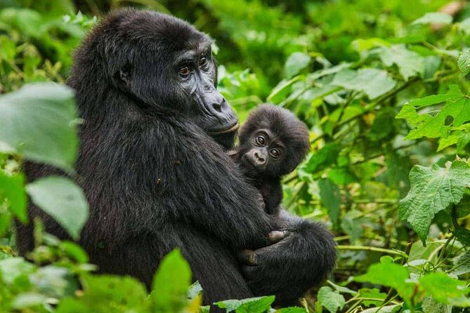 6 Days Uganda Gorilla, Chimps Trekking and Wildlife Safari - Key Points