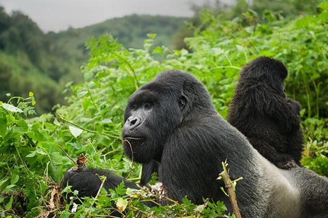 6 Days Uganda Gorilla, Chimps Trekking and Wildlife Safari - Inclusions