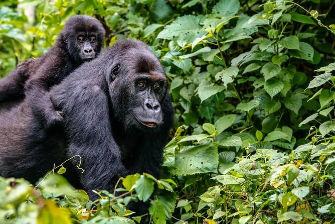 6 Days Uganda Gorilla, Chimps Trekking and Wildlife Safari - Chimpanzee Trekking Adventure