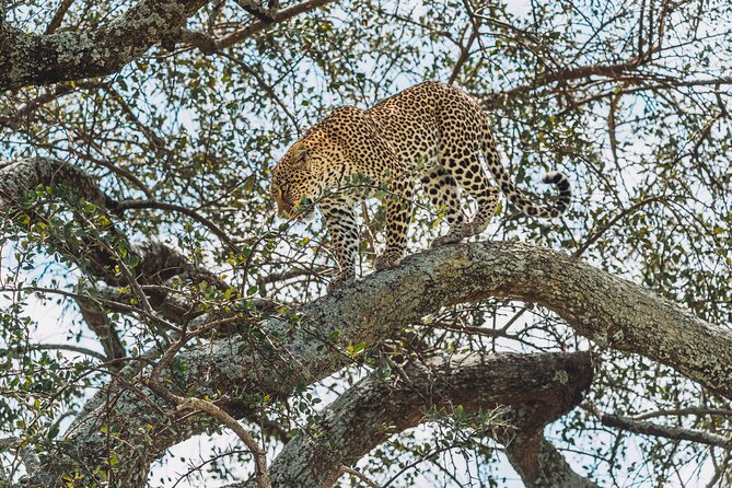 6-DayThe Best of Northern Tanzania Safari - Included Meals and Beverages