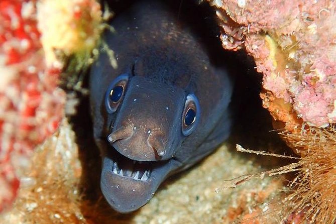 6 Diving Sites Scuba Diving Package in Gran Canaria - Included Equipment