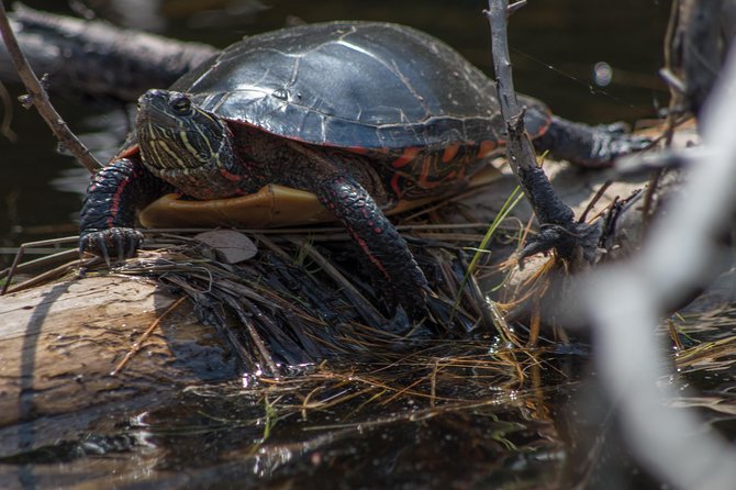 6 Hour Algonquin Park Canoe Trip - Recommended Packing