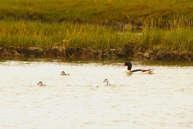 6 Hour Boat Tour Navegating Through the Islands of Ria Formosa National Park - Tour Overview