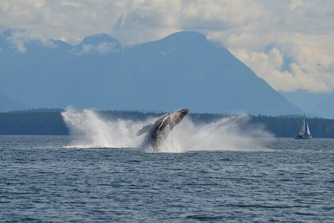 6 Hour Covered Boat Whale Watching Tour - Inclusions and Amenities