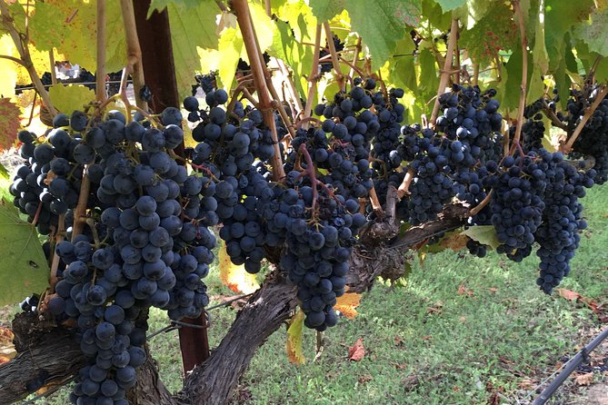 6 Hour Napa or Sonoma Valley Wine Tour by Private SUV - Customer Reviews