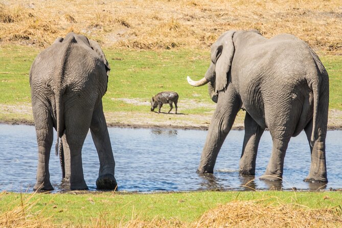 6 Hour Pilanesberg Open Vehicle Game Drive - Key Points