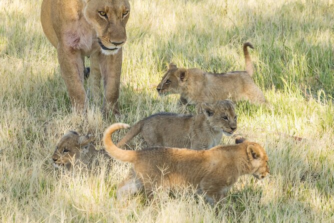 6 Hour Pilanesberg Open Vehicle Game Drive - Highlights of the Game Drive