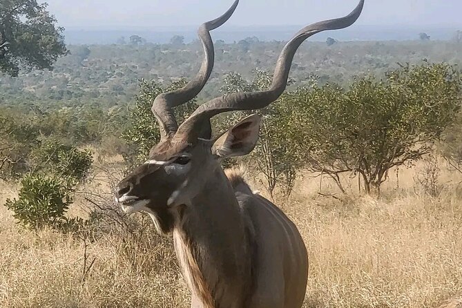 6 Hour Pilanesberg Open Vehicle Game Drive - Knowledgeable and Engaging Guide