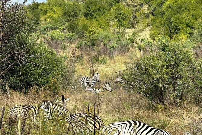 6 Hour Pilanesberg Open Vehicle Game Drive - Pickup and Accessibility Information
