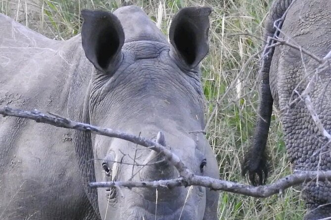 6 Hour Pilanesberg Open Vehicle Game Drive - Cancellation Policy and Flexibility