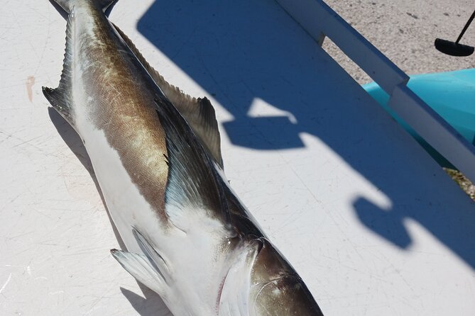 6 Hour Private Fishing Tour in Sarasota With Master Captain Bill - Why Choose a Private Fishing Tour